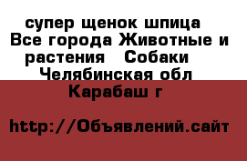супер щенок шпица - Все города Животные и растения » Собаки   . Челябинская обл.,Карабаш г.